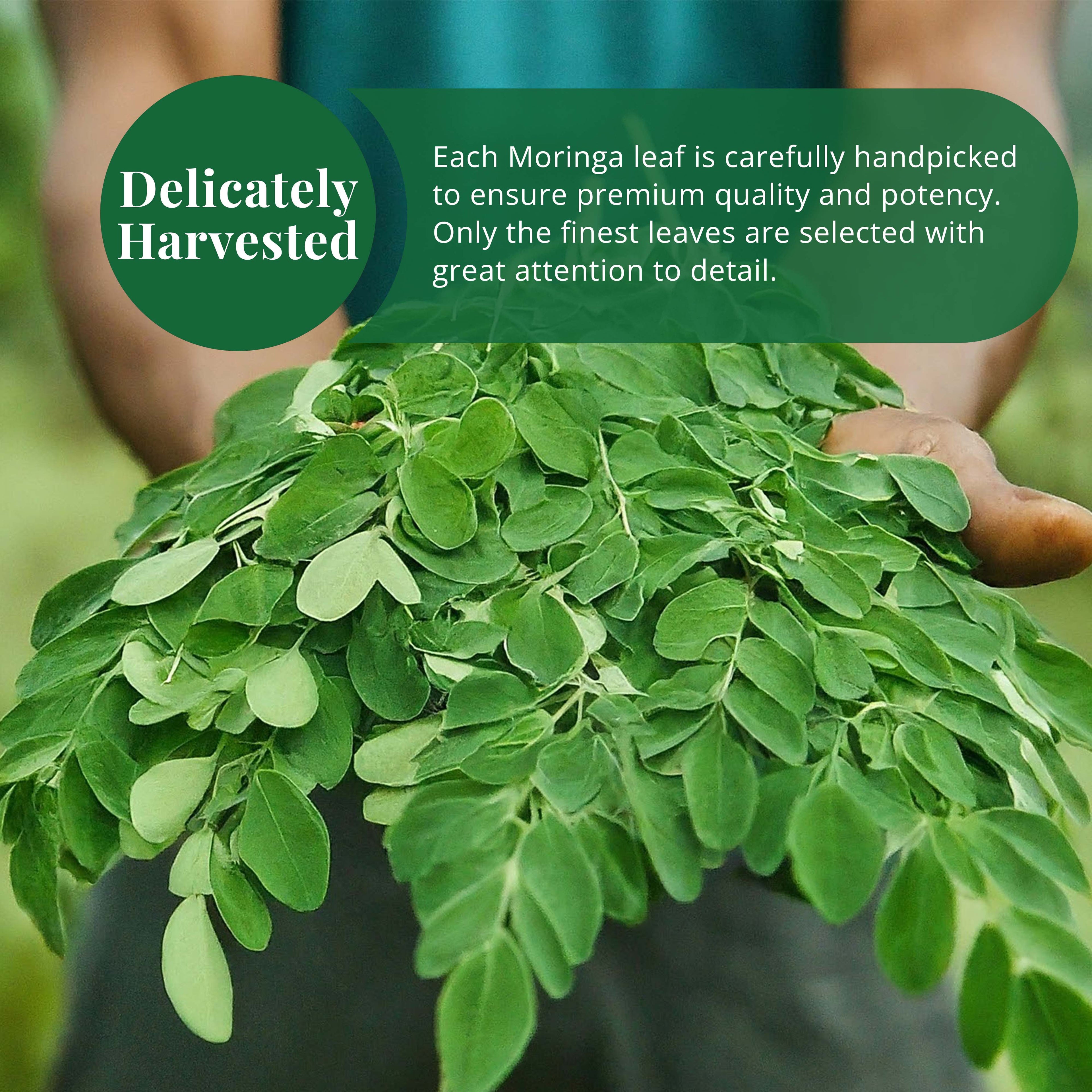 Akshit Moringa (Oleifera) Tea Leaves – Herbal Tea, 100% Natural Moringa Leaves, Boosts Energy & Immunity - 2.6 oz Akshit
