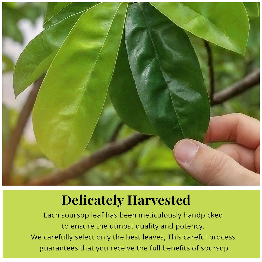 200+ Whole Dried Soursop Leaves – 2.6 oz , 100% Natural Soursop Tea (Graviola Leaves), Caffeine-Free Herbal Tea (Hoja Guanabana) Akshit