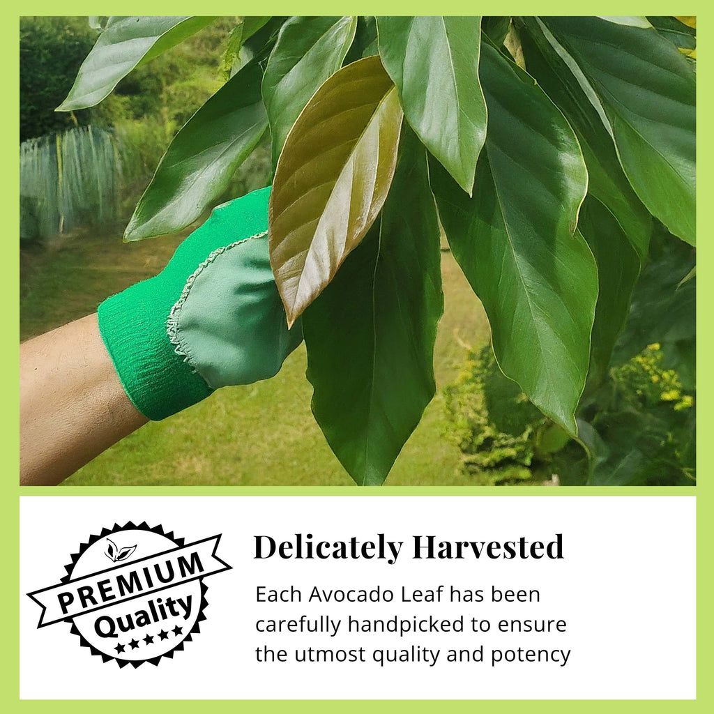 Dried Avocado Leaves, (Hojas De Aguacate) - 2.6oz (75gm). Makes 28 cups Akshit