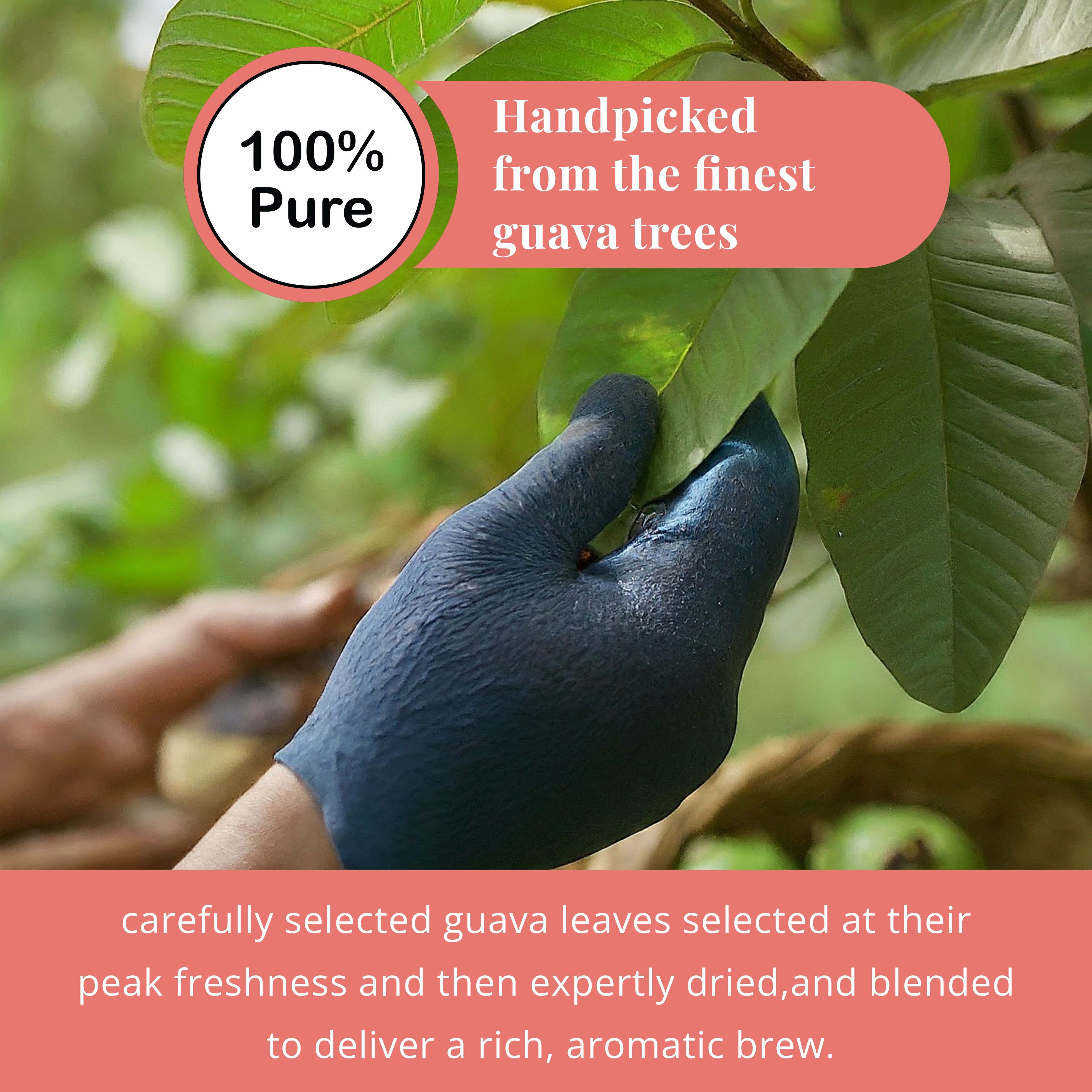 Guava Leaf Tea - 50 Bags, 100% Pure Guava Leaves (Té De Hoja de Guayaba ) Stress Relieving, Herbal Tea- Non-GMO, Vegan, Caffeine-Free Akshit