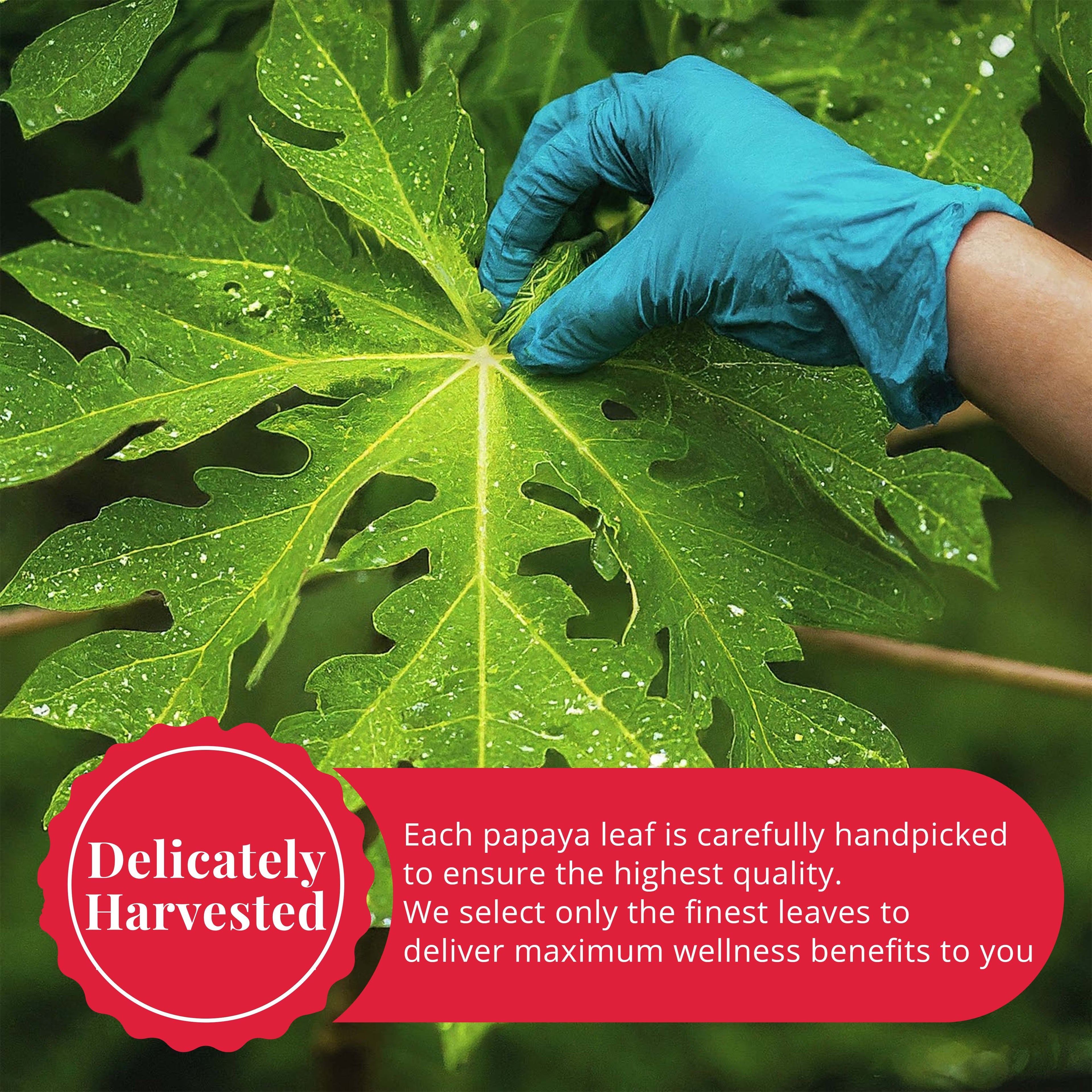 Akshit Papaya Leaves, Hojas de papaya, 2.6oz, Dried Papaya Leaf, Herbal Tea, Non GMO, Caffeine free, Sugar free, Rich In Vitamins. Akshit