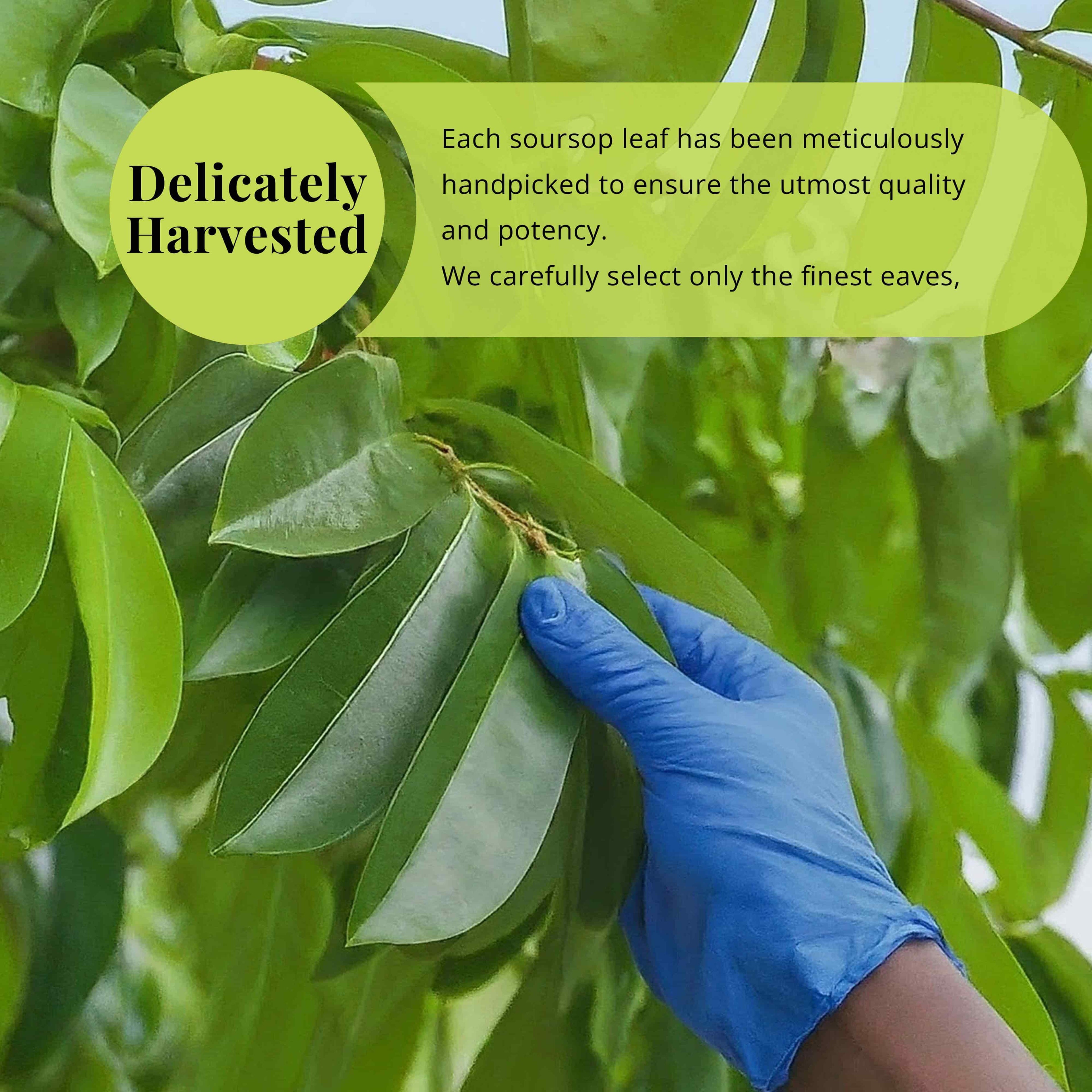 200+ Whole Dried Soursop Leaves – 2.6 oz , 100% Natural Soursop Tea (Graviola Leaves), Caffeine-Free Herbal Tea (Hoja Guanabana) Akshit