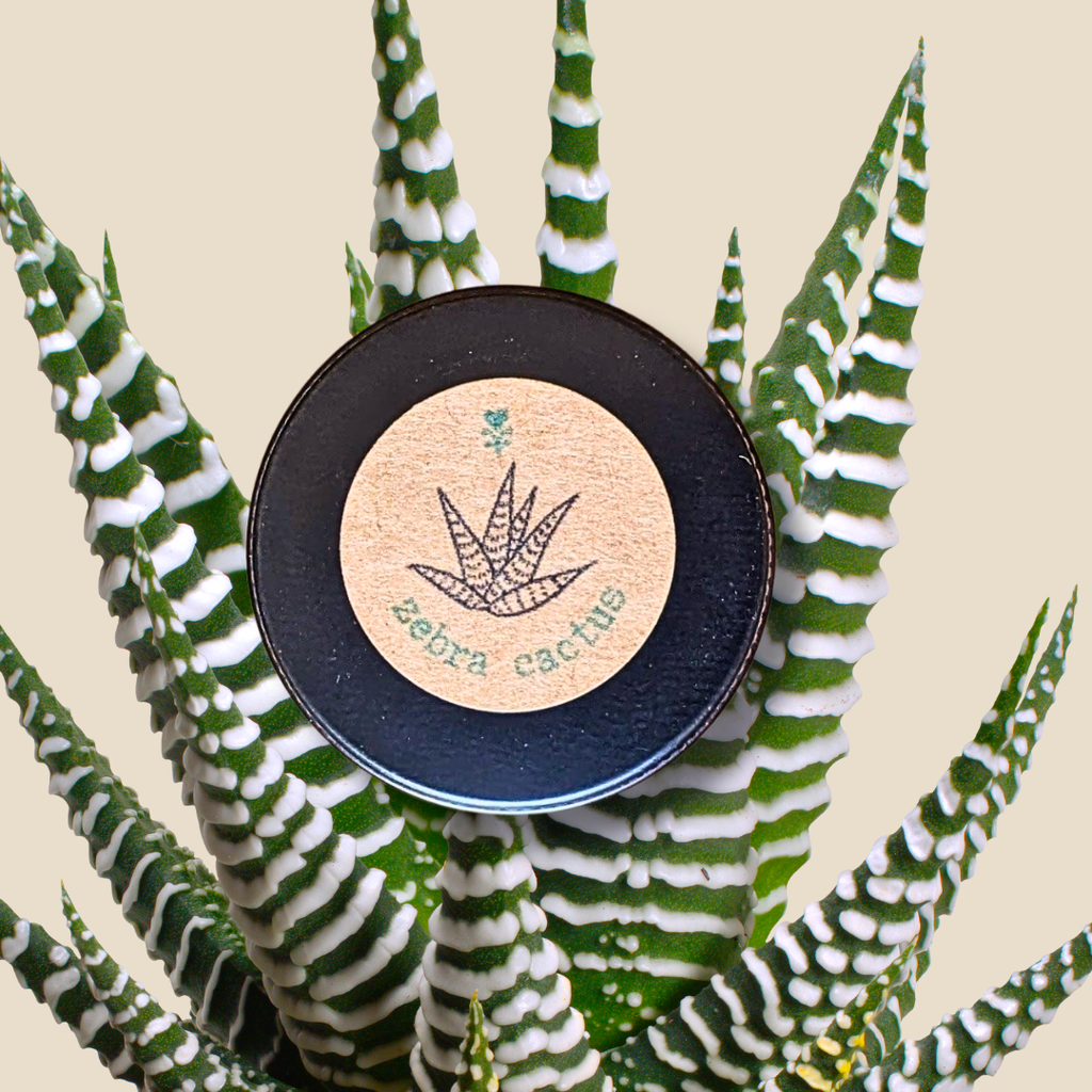 Haworthia Margaritifera 'Zebra Plant' Seeds Plantflix