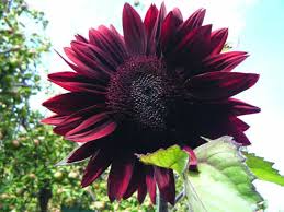 Chocolate Cherry Sunflower Seeds – Rich Burgundy Garden Blooms organicindiaseeds