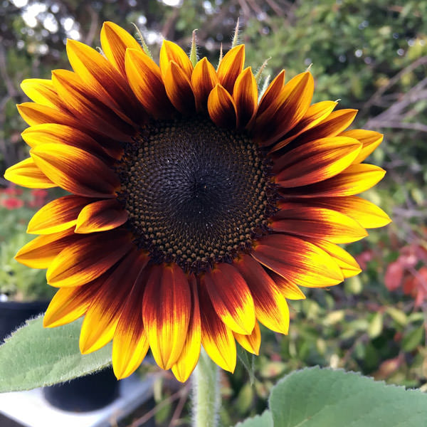 Mahogany Sunflower Seeds – Rich, Velvety Blooms for Gardens & Bouquets organicindiaseeds