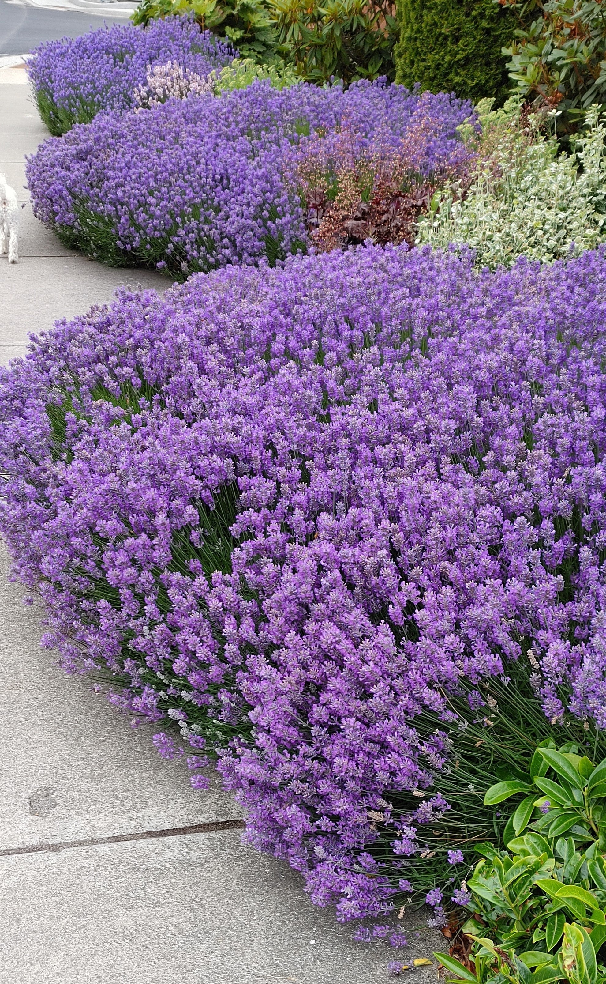 Live Sensational Lavender Plant (Lavandula × intermedia) Findlavender.com