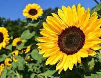 Sunflower Seeds – Tall Growing Variety for Vibrant Garden Blooms organicindiaseeds