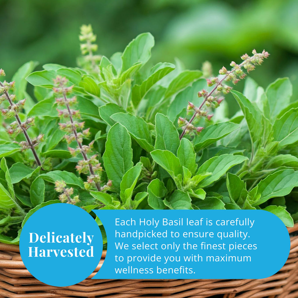 Akshit Dried Tulsi / Holy Basil Leaves | Tulsi Tea | Holy Basil Tea - 2.6oz Akshit