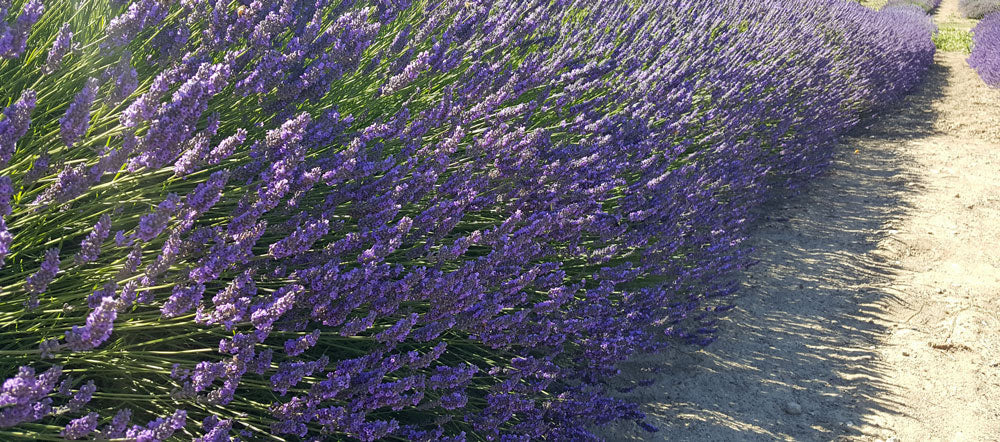 Live Provence Lavender Plant (Lavandula × intermedia) Findlavender.com