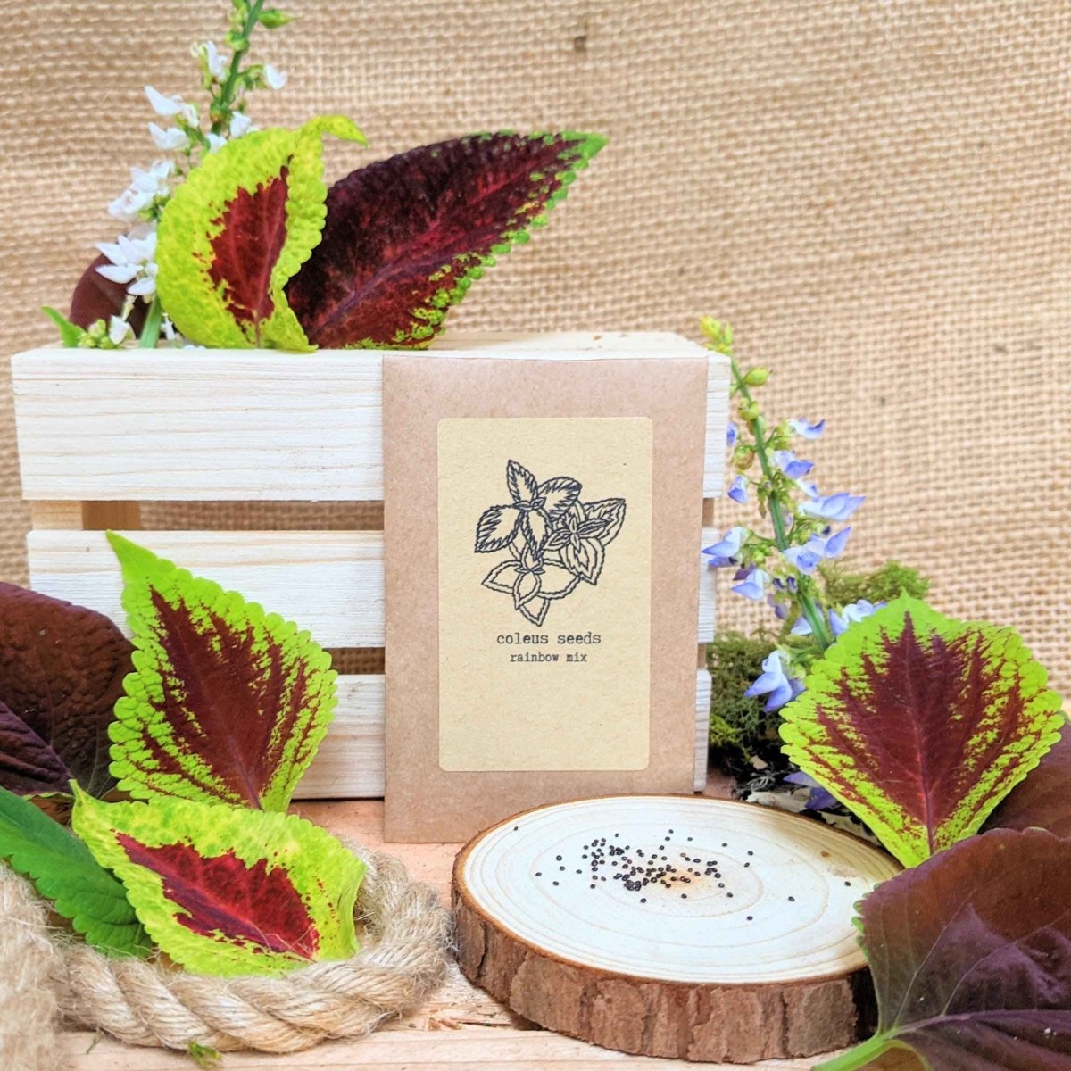 "Houseplant Newbie" Houseplant Seed Collection Plantflix