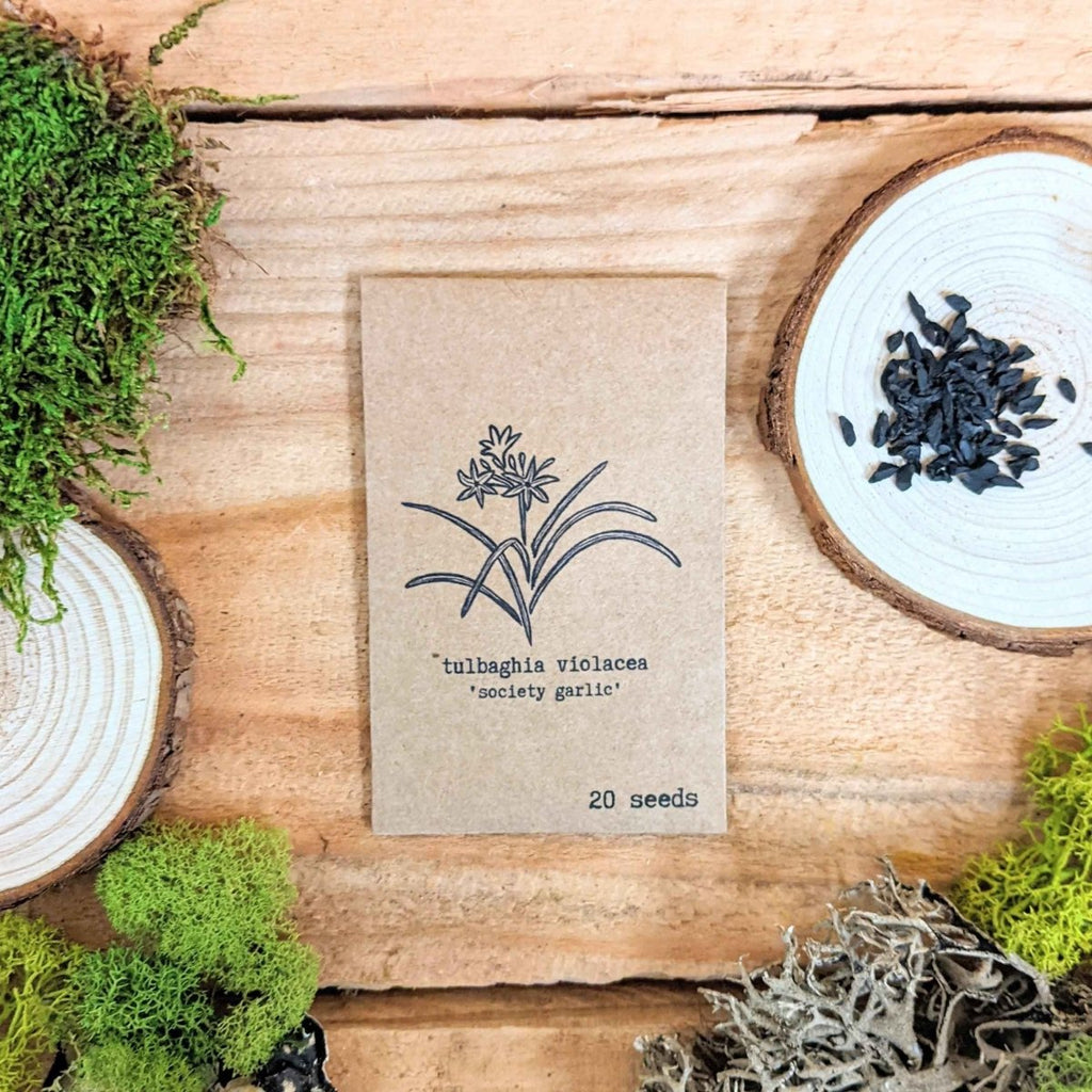 "Houseplant Newbie" Houseplant Seed Collection Plantflix