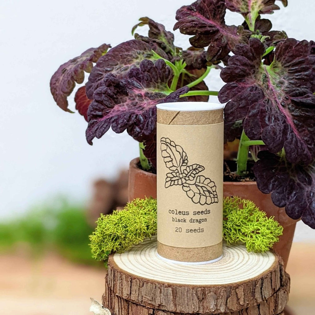 "Houseplant Newbie" Houseplant Seed Collection Plantflix