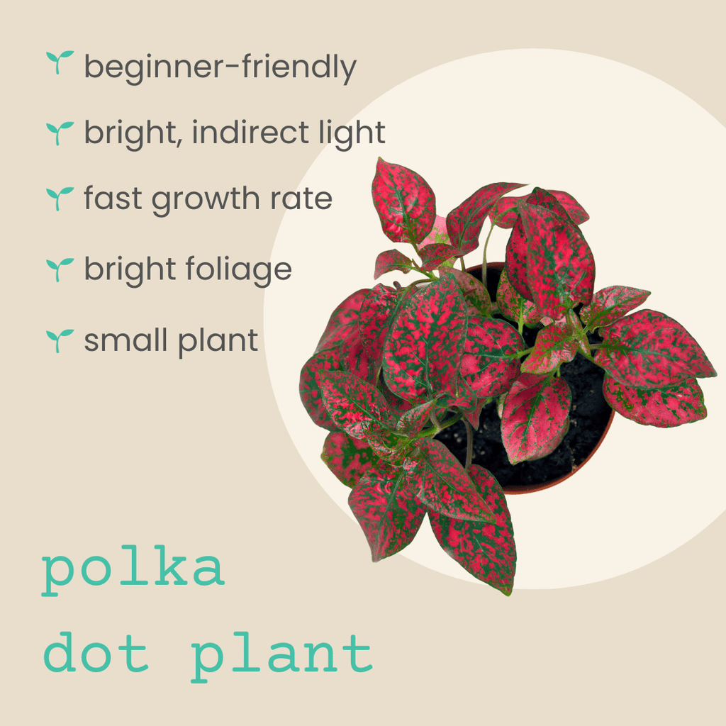Hypoestes 'Polka Dot Plant' Seeds Plantflix