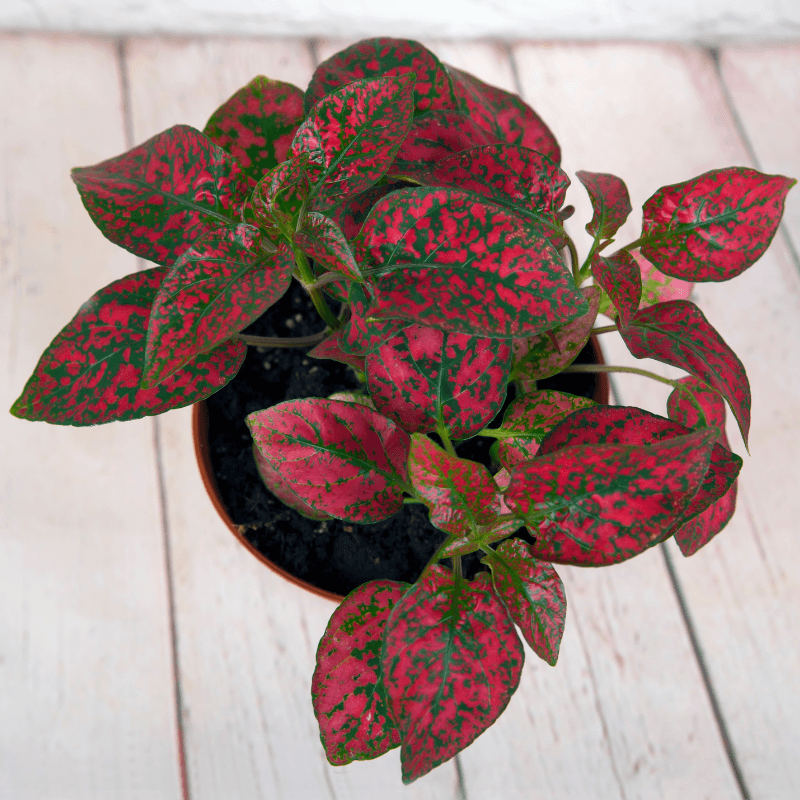 Hypoestes 'Polka Dot Plant' Seeds Plantflix