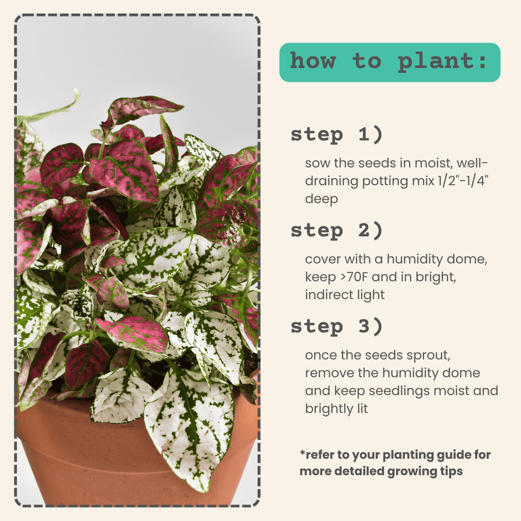 Hypoestes 'Polka Dot Plant' Seeds Plantflix