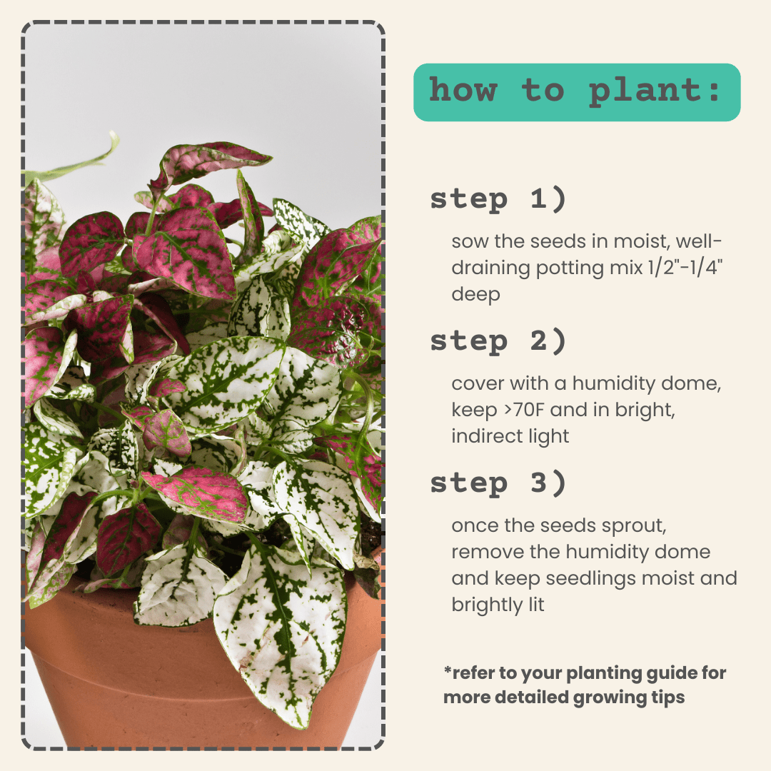 Hypoestes 'Polka Dot Plant' Seeds Plantflix