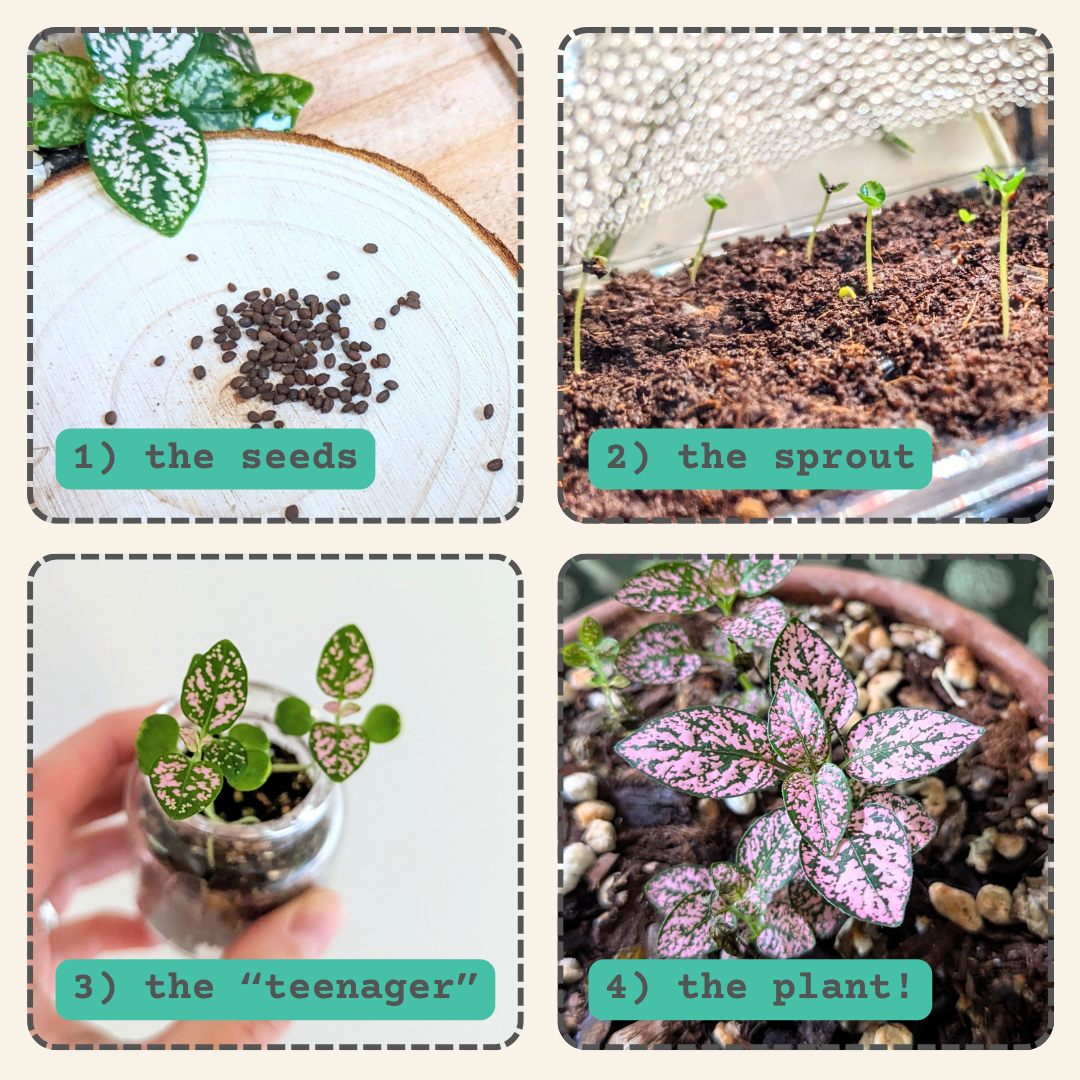 Hypoestes 'Polka Dot Plant' Seeds Plantflix
