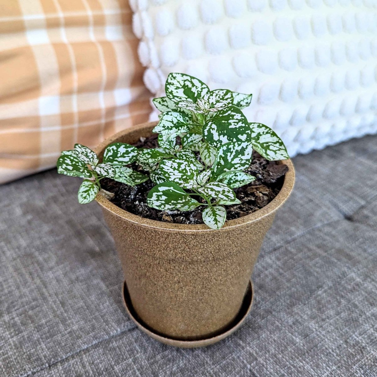 Hypoestes 'Polka Dot Plant' Seeds Plantflix
