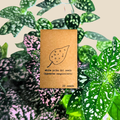 Hypoestes 'Polka Dot Plant' Seeds Plantflix
