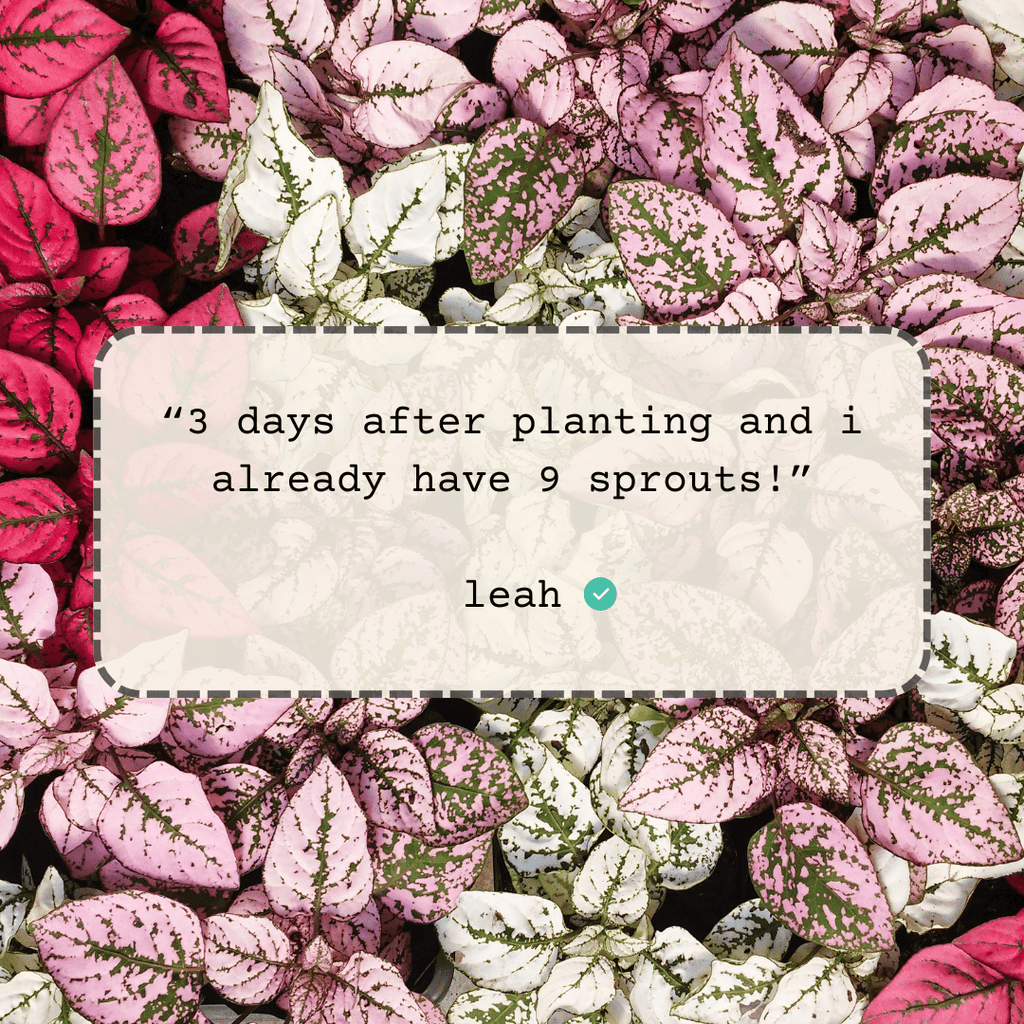 Hypoestes 'Polka Dot Plant' Seeds Plantflix