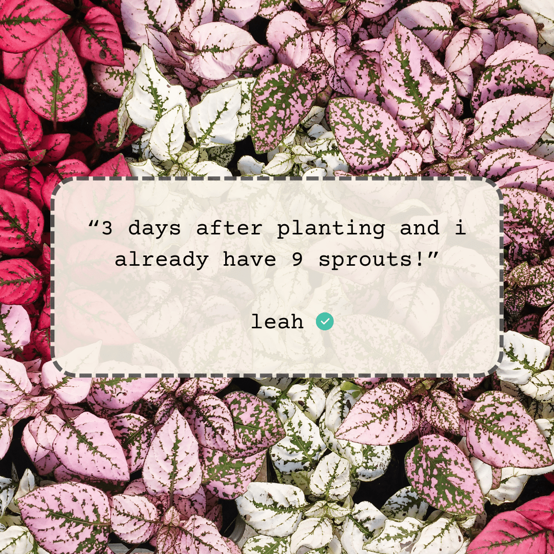 Hypoestes 'Polka Dot Plant' Seeds Plantflix