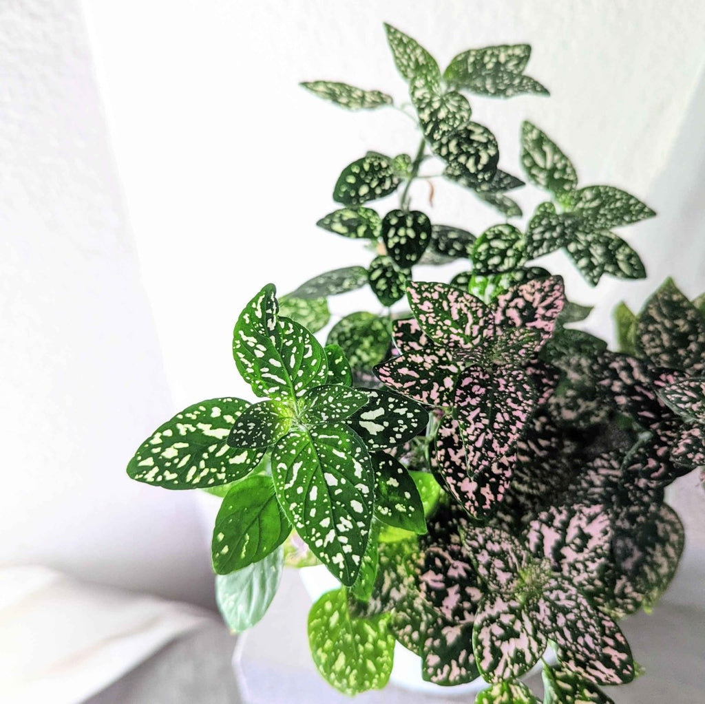 Hypoestes 'Polka Dot Plant' Seeds Plantflix