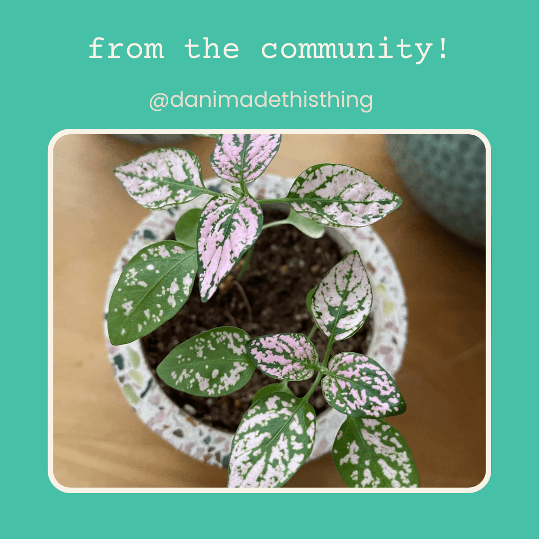 Hypoestes 'Polka Dot Plant' Seeds Plantflix