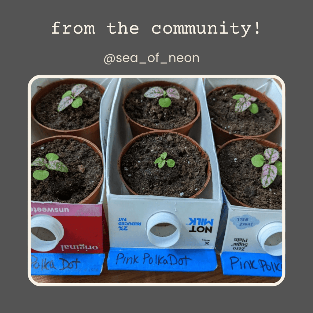 Hypoestes 'Polka Dot Plant' Seeds Plantflix