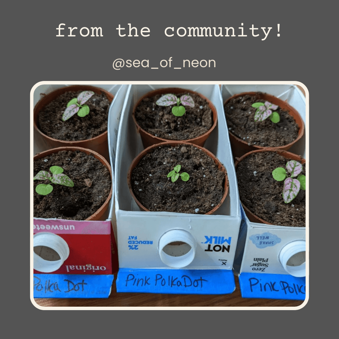 Hypoestes 'Polka Dot Plant' Seeds Plantflix