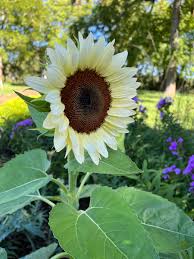 White Sunflower Seeds – Rare Elegant Blooms for Garden Planting organicindiaseeds