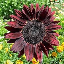 Chocolate Cherry Sunflower Seeds – Rich Burgundy Garden Blooms organicindiaseeds