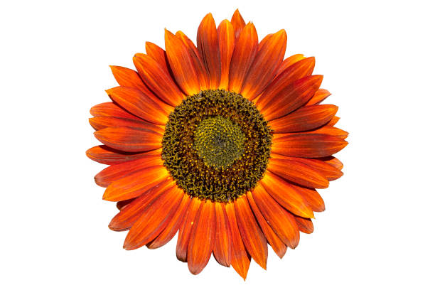 Deep Orange Sunflower Seeds – Bold, Fiery Blooms for Gardens & Pollinators organicindiaseeds