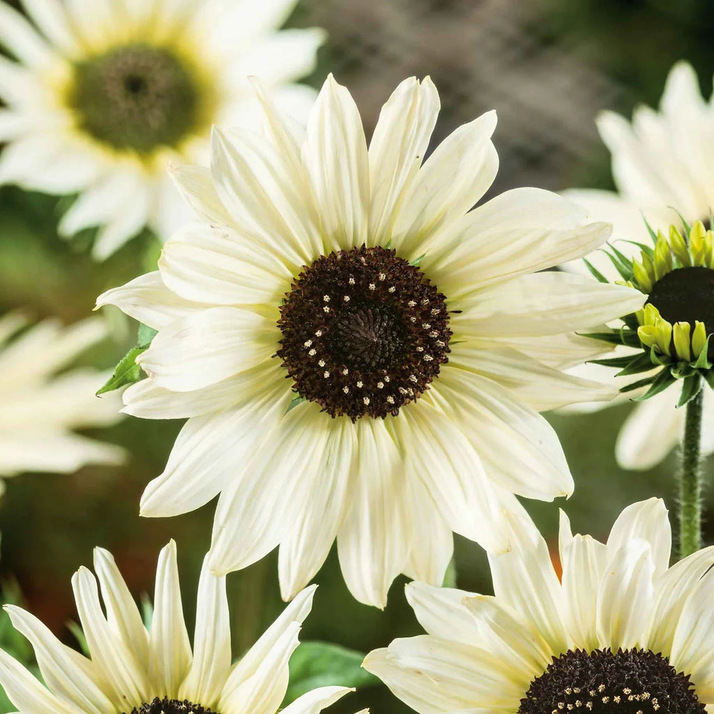Italian White Sunflower Seeds – Elegant Creamy Blooms for Gardens & Bouquets organicindiaseeds