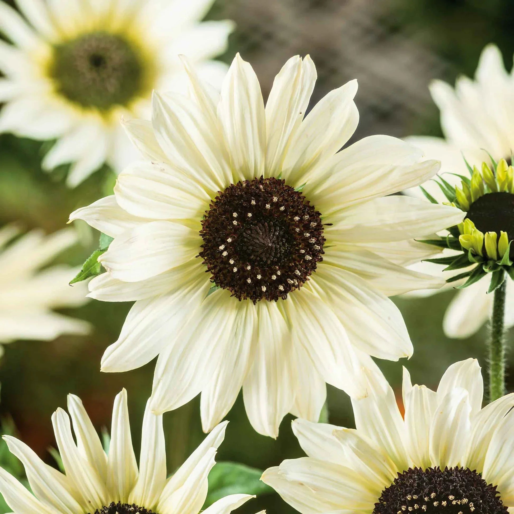 Italian White Sunflower Seeds – Elegant Creamy Blooms for Gardens & Bouquets organicindiaseeds