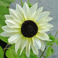 Italian White Sunflower Seeds – Elegant Creamy Blooms for Gardens & Bouquets organicindiaseeds