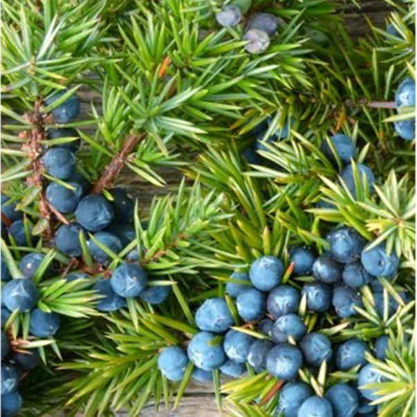 Juniper, DJ Shadow, Endtroducing Moss Music Rituals