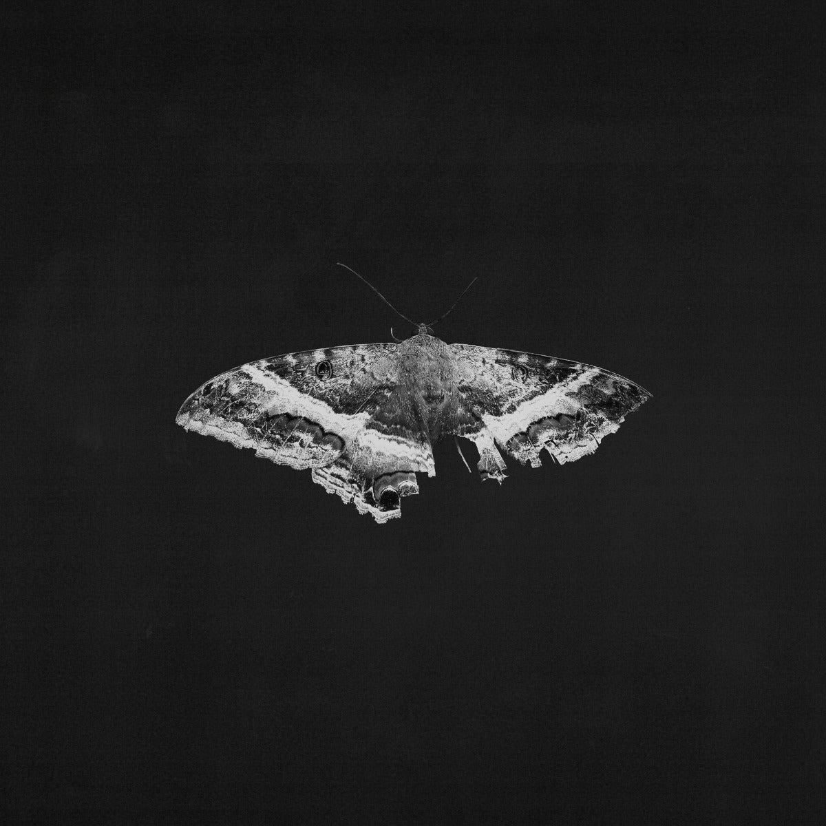 Kendrick Lamar - To Pimp A Butterfly (10 Year Anniversary Edition) - Alternate Artwork (180g 2xVINYL) | Mint (M) Mint (M) Love Vinyl Records