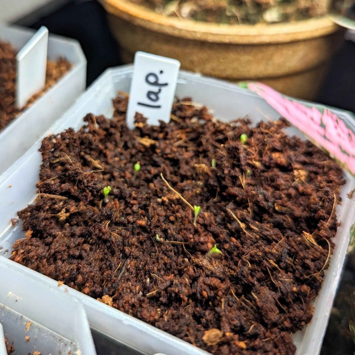 Lapidaria Seed Mix Plantflix