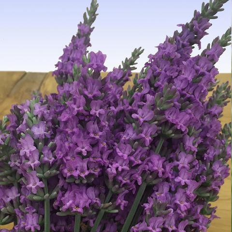 Live Sensational Lavender Plant (Lavandula × intermedia) Findlavender.com