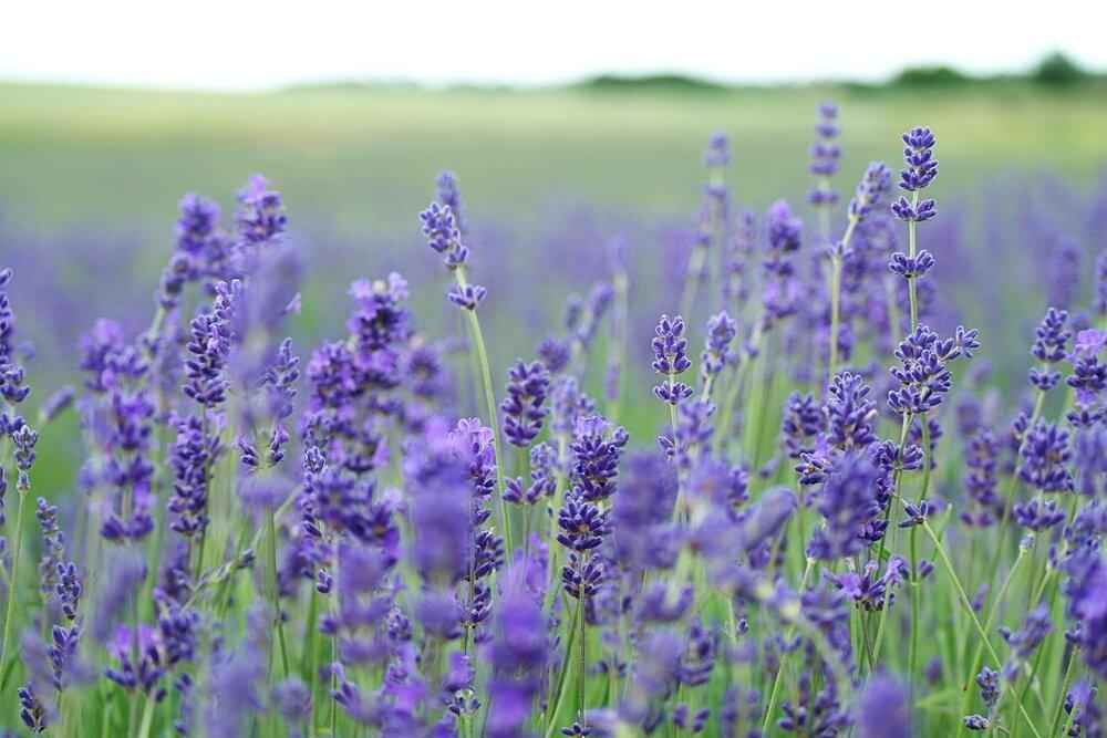 Lavender Seeds Plantflix