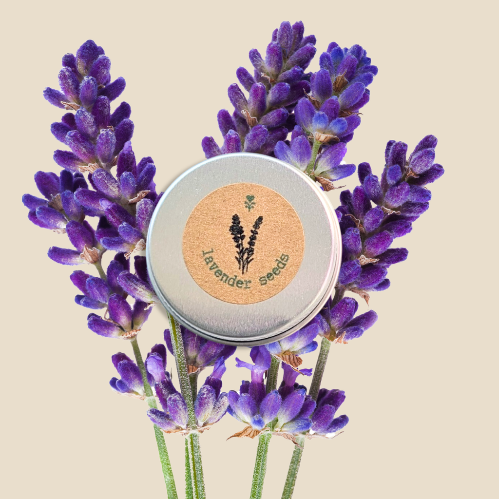 Lavender Seeds Plantflix