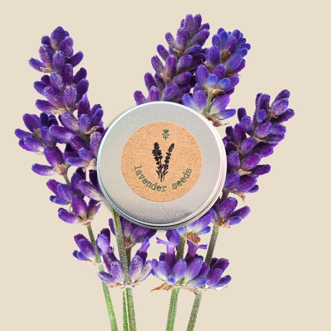 Lavender Seeds Plantflix