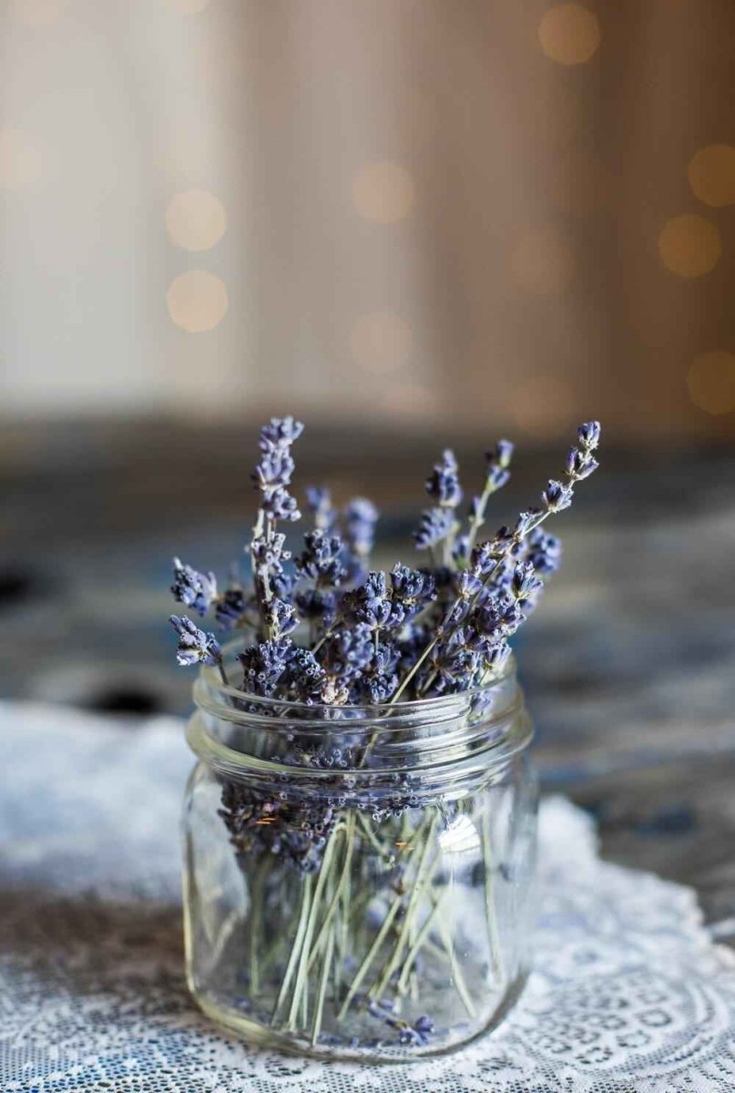 Lavender Seeds Plantflix