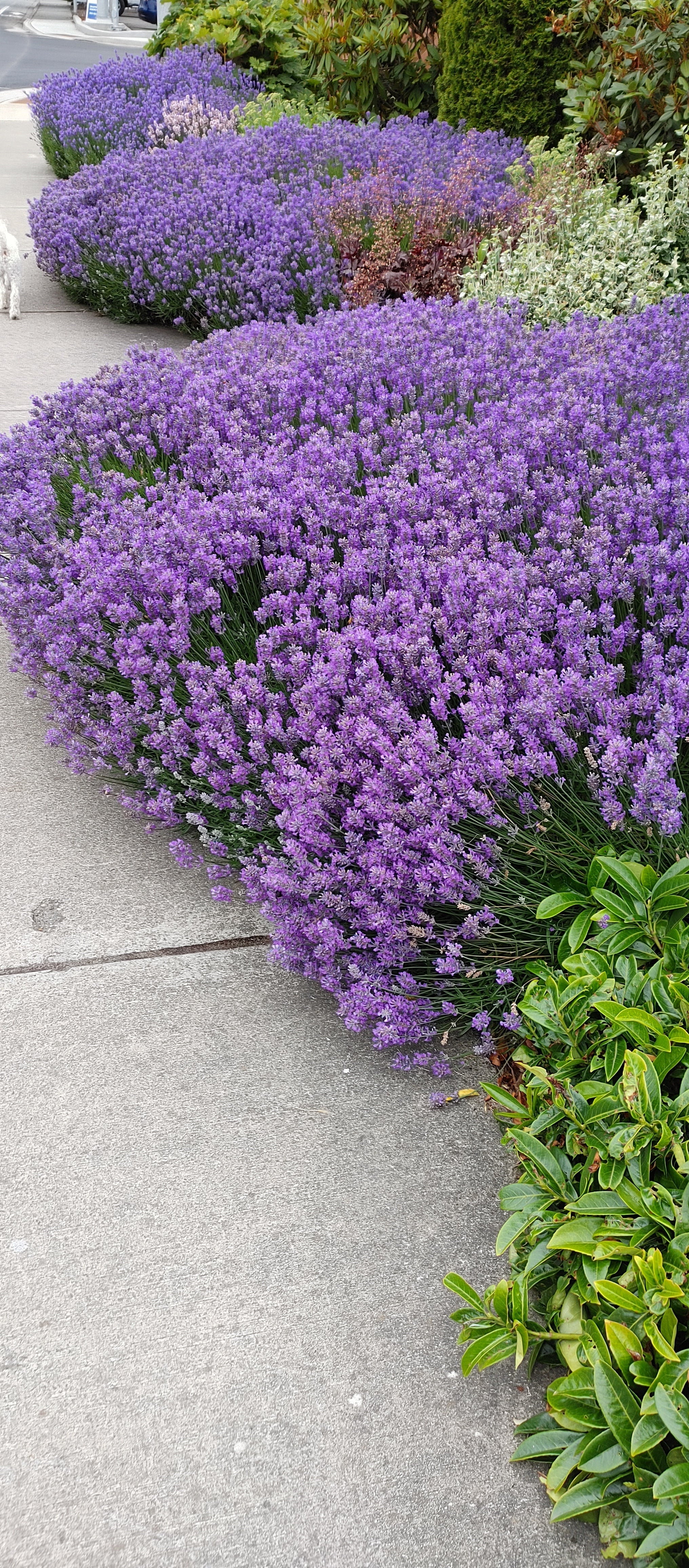 Live Munstead Lavender Plant (Lavandula angustifolia) Findlavender.com