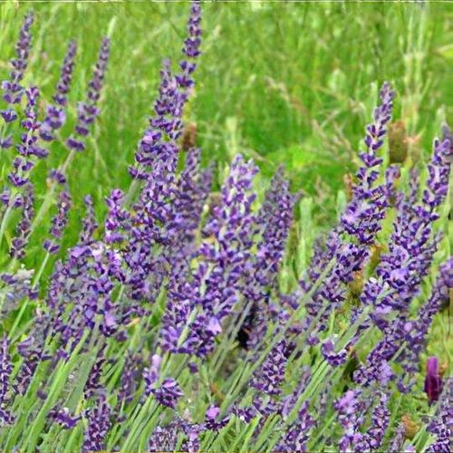 Live Maillette Lavender Plant (Lavandula angustifolia) Findlavender.com