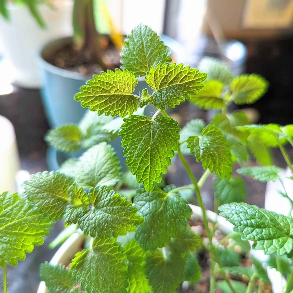 Lemon Balm Seeds Plantflix