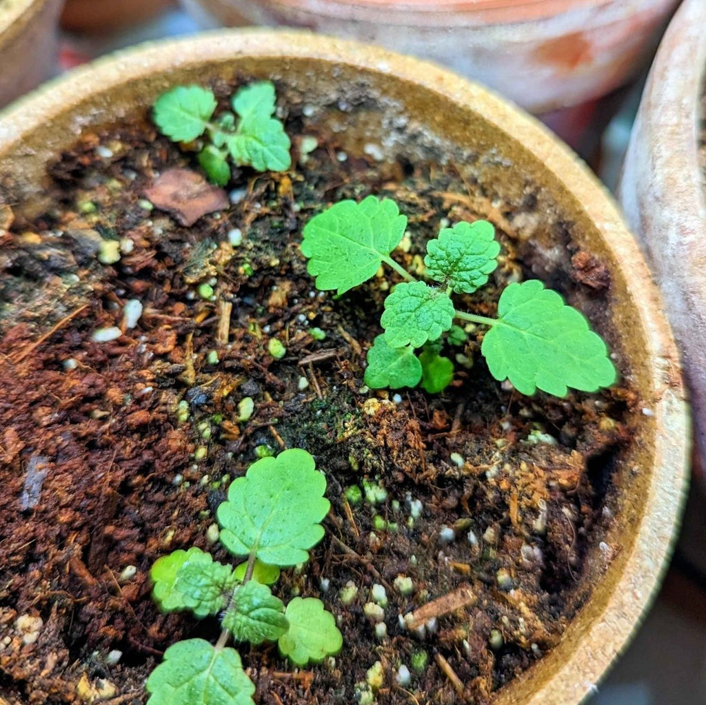 Lemon Balm Seeds Plantflix