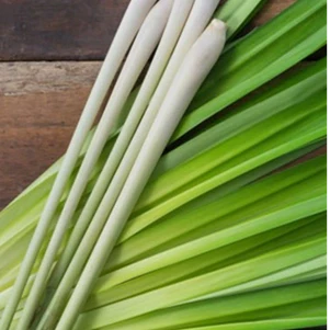 Lemongrass, Frank and Tony, Ethos Moss Music Rituals
