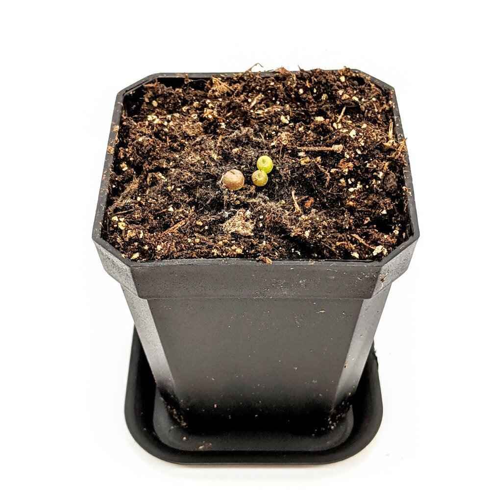 Lithops Mix (Living Stone) Seeds Plantflix