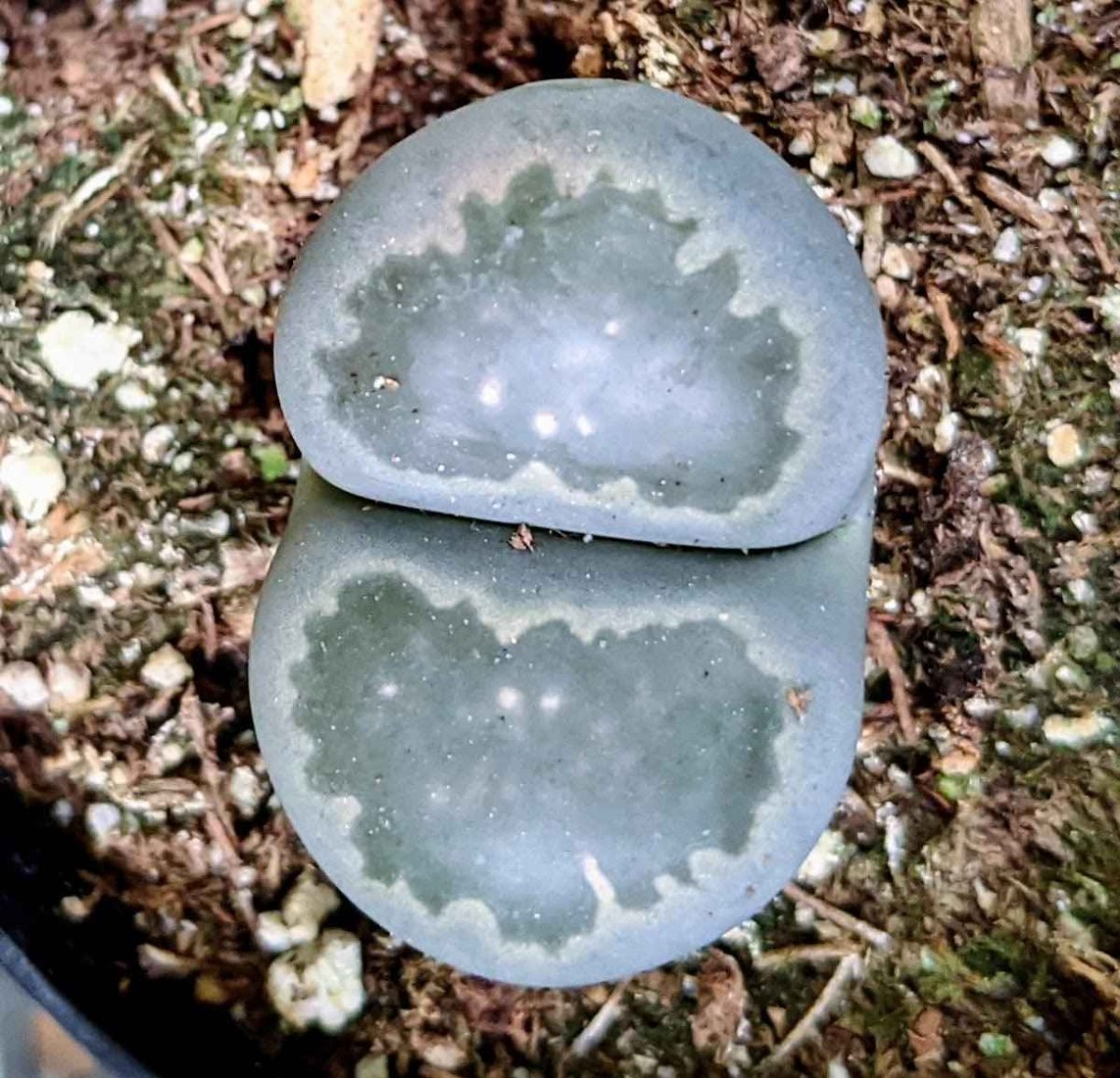 Lithops Mix (Living Stone) Seeds Plantflix